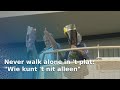 ‘You'll never walk alone’ in het Nedersaksisch! | RTV Oost