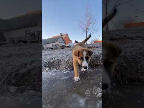 Шарик с нами ! #деревня #деревенскаяжизнь #собака