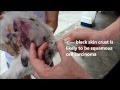 Squamous cell carcinoma in a dog