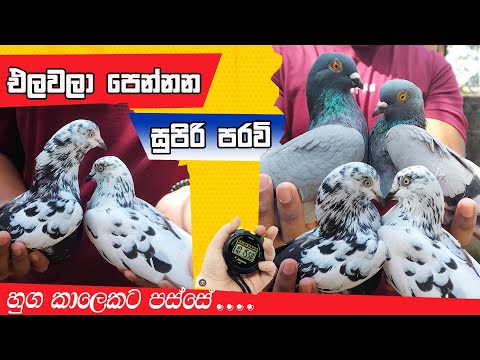 පන්නල පෙන්නන සුපිරි පරවි , වත්තල ඉසුරු අයියගෙ පරන ආරේ පරවි  Best Pigeon Review  Sinhala | Royal Pets