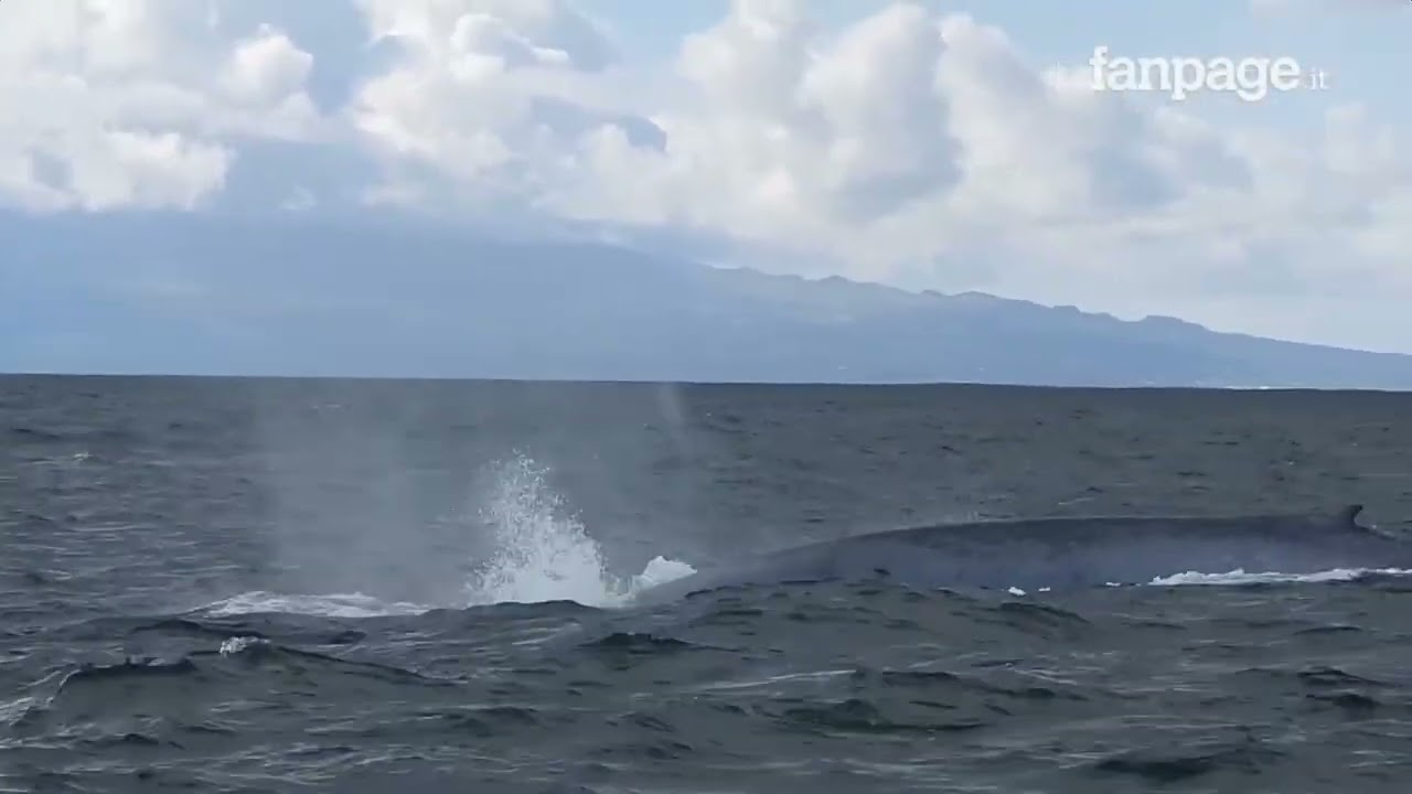 L'incontro emozionante con le balenottere azzurre nell'Oceano Atlantico