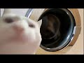 Cat Vibing To Washing Machine