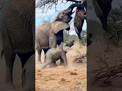 Elephant 🐘 Moon And Hyena Funny #funny #funnyvideo #sadhu #elephant #hyena