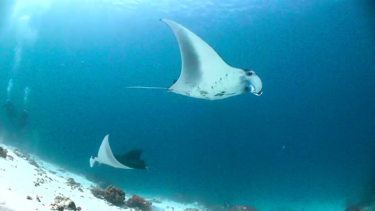 Wild Oceans - Trailer