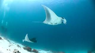 Wild Oceans - Trailer