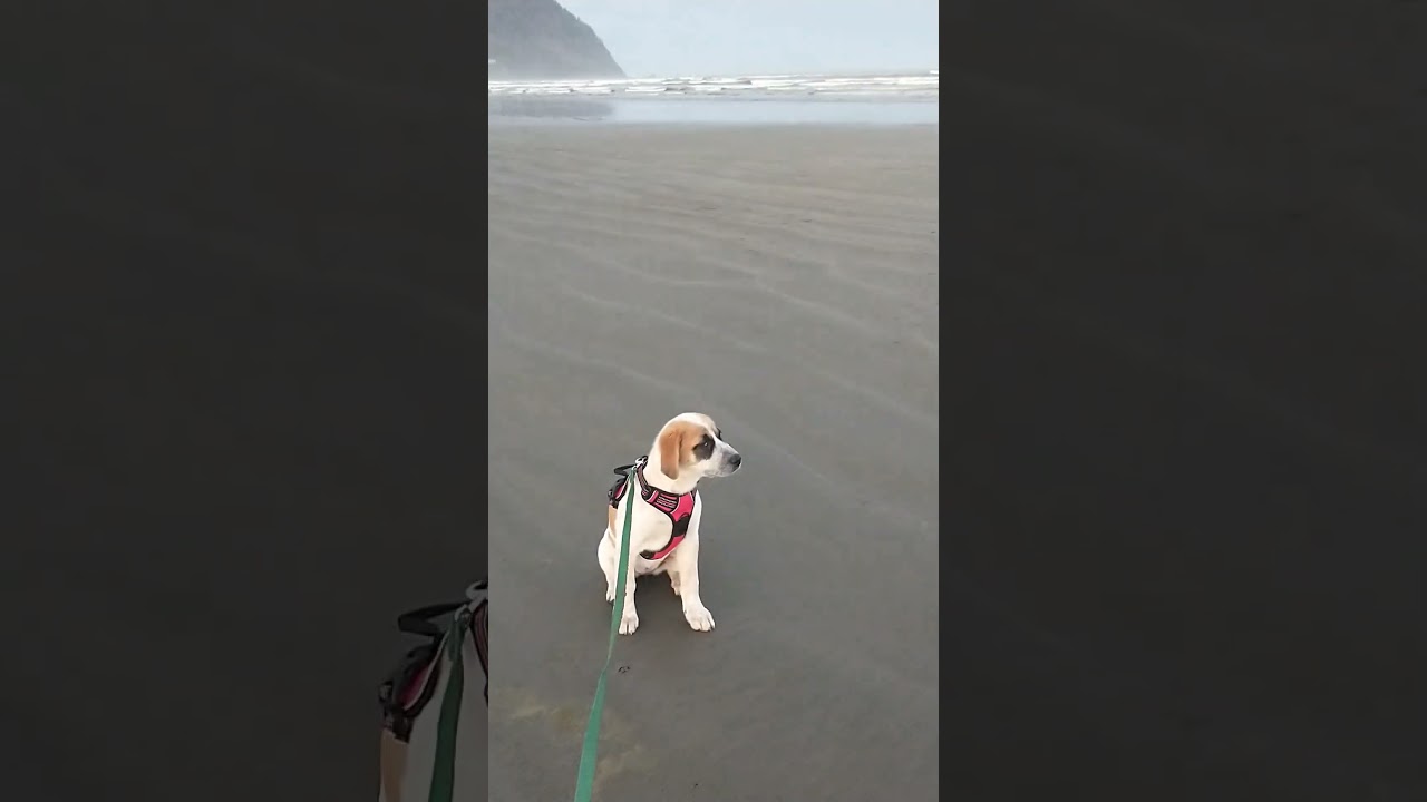 Enlarge Panda, a Adoptable mixed breed in Tacoma, WA video 5/5