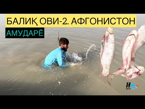 БАЛИҚ ОВИ-2. АФГОНИСТОН АМУДАРЁ BALIQ OVI-2. AFGʻONISTON AMUDARYO