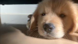 The puppy has disappeared, so if I look under the sofa