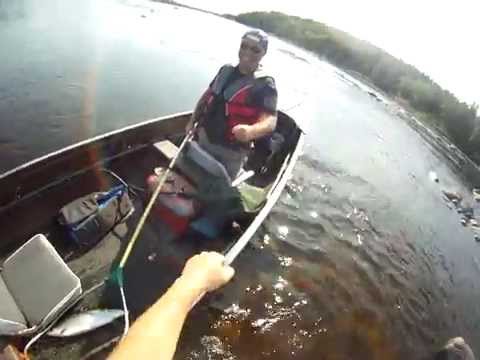 salmon fishing on the gander river