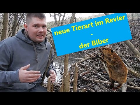 Kleines Waldlexikon (13) - Neue Tierart im Revier - der Biber