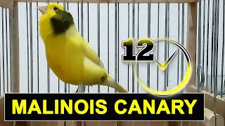 Download lagu canary bird singing - 12h  training song mp3