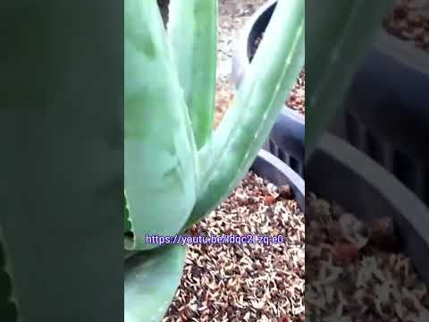 cara menanam lidah buaya agar pelepahnya besar-besar#shorts #aloevera