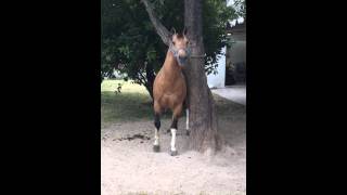 Relincho del caballo capricho