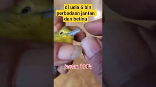Download lagu ciri ciri sirtu jantan dan betina muda #burung #kicaumania #sirtumania mp3