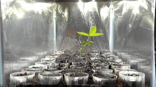 First Attempt at Growing with 40 Watts of White LED Lights