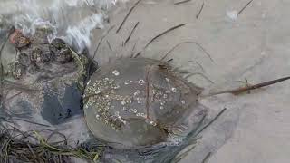 Massive Horseshoe Crabs on Long Island, NY! #nature #fishing #oceanlife