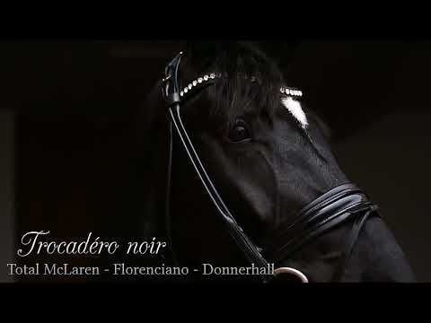 Hengst Trocadéro noir (Total McLaren - Florenciano) 2024
