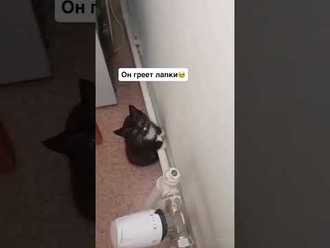 #cat #видосыоткота #он простогрел лапки #котофейка #christmas #cute #моякошка #веселыекоты #