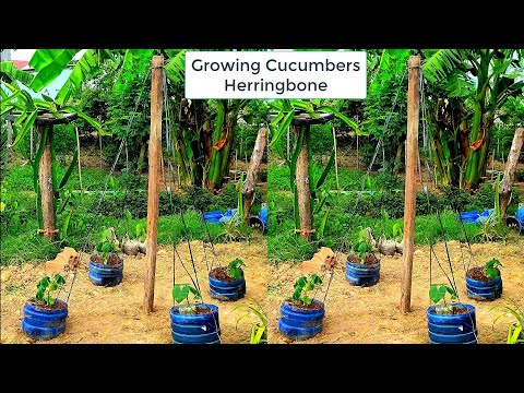 , title : 'Growing Cucumbers Herringbone (Part 1)'