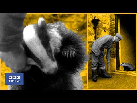 1961 : yogi le blaireau apprivoisé