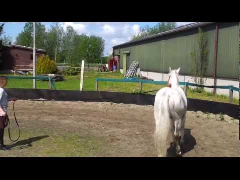 F6 Felecienne met  Kajash aan het Longeren. bij Manege filip Dros Barendrecht.