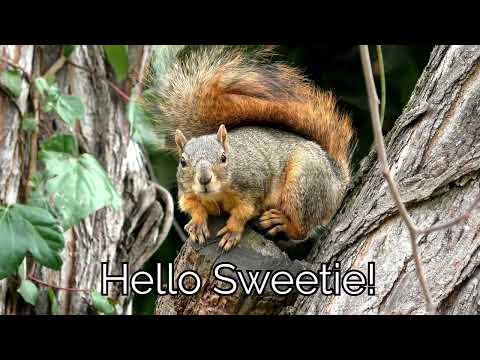 Keeping an Eye on Babies - Sweetie