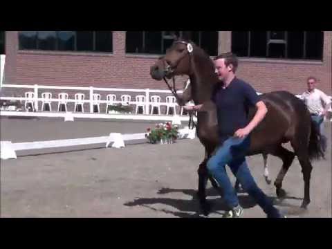 *2016 Stutfohlen von Hickstead White - Quidam de Revel  *not for sale*