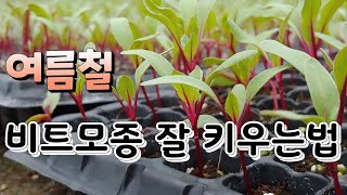 여름철 비트모종 왜 실패 할까 ? 나도 전문가 처럼 비트 모종 잘 키우는법