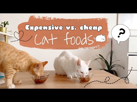 Expensive vs. cheap cat food - Cats Reaction || 2020 ||