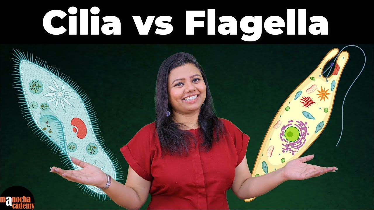 Cilia and Flagella Cell the Unit of Life