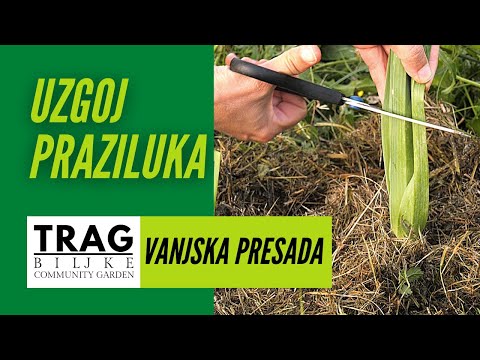 LEEK GROWING - FROM SEED TO FRUIT (2022) [TRACE OF THE PLANT]