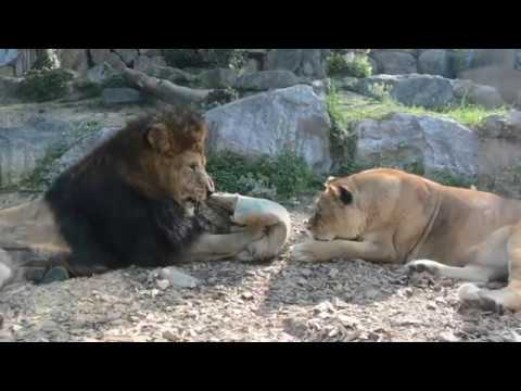 Una dedica speciale dal parco delle Cornelle!