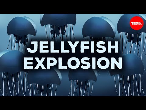 The one thing stopping jellyfish from taking over – Mariela Pajuelo & Javier Antonio Quinones