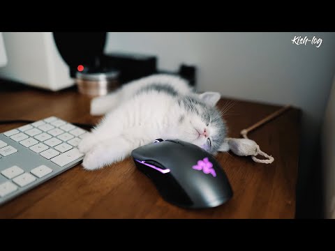 먼치킨 새끼고양이 입양 후 6개월간의 기록