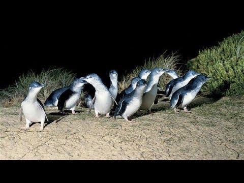 Great Ocean Road, Mornington Peninsula and Phillip Island Tour from Melbourne Australia