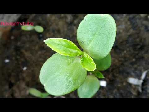 Sunflower plant care/ how to grow sunflower plant