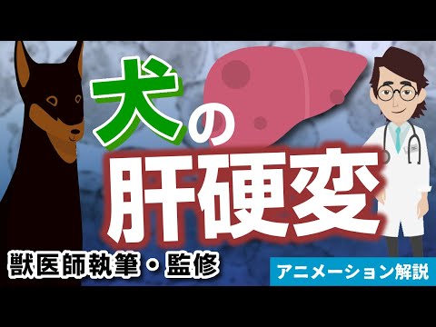 犬の肝不全 - 症状と治療法