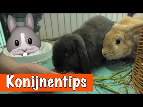 , title : '10 tips over KONIJNEN🐰 | DierenpraatTV'