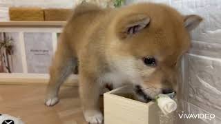 柴犬の動画01