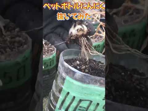 もうニンニクは買わないでください！ペットボトルでニンニクを栽培する方法は次のとおりです。 2 つのチュートリアル + ビデオ  庭園