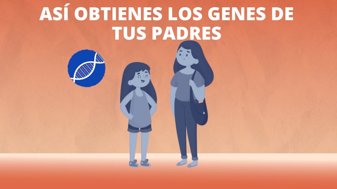 ¿Qué es la meiosis?