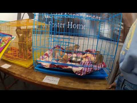 CAT SHOW AT VASHI EXHIBITION CENTRE 22052022