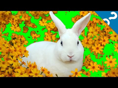 5 Extremely Invasive Species | What the Stuff?!