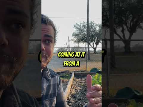 Peach Tree Topping: Height Control for Easier Harvests