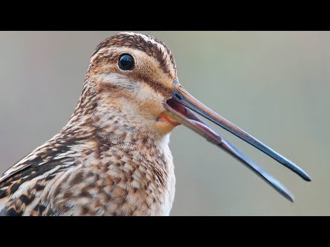 Močiarnica mekotavá (Gallinago gallinago) — volanie močiarnice
