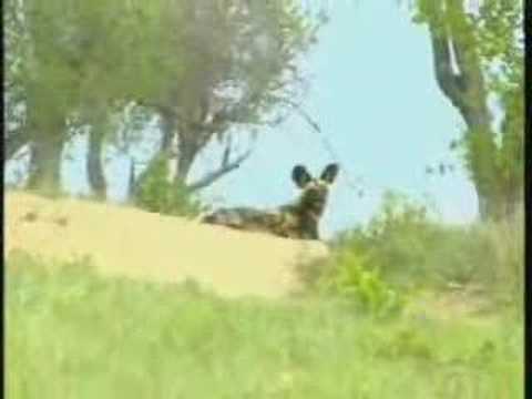 Giraffes & African Wild Dogs