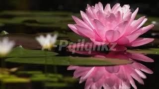 Download lagu ramli sarip - teratai karaoke mp3 Download lagu ramli sarip - teratai karaoke mp3