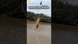 Download lagu Champion Captain #shrimpfishing #mahakamriver #East Kalimantan mp3 Download lagu Champion Captain #shrimpfishing #mahakamriver #East Kalimantan mp3