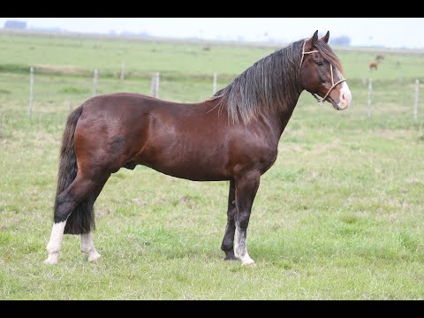 Lote 01 RZ DEMOCRATA DA CARAPUÇA