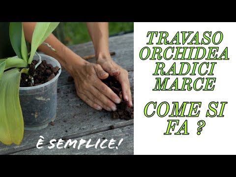 How to Repot an Orchid with Rotten Roots